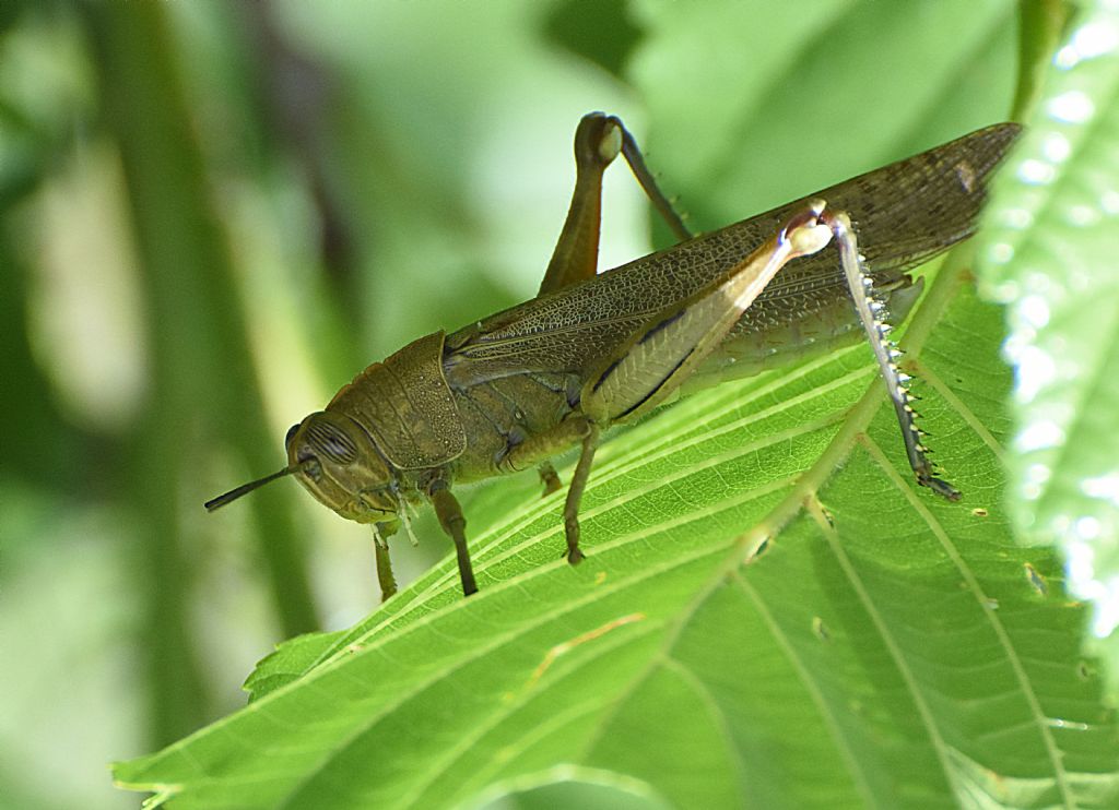 Anacridium aegyptium (Acrididae)